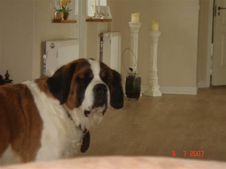 Sankt bernhardshund Daisy - Tager i nu billeder igen? billede 13