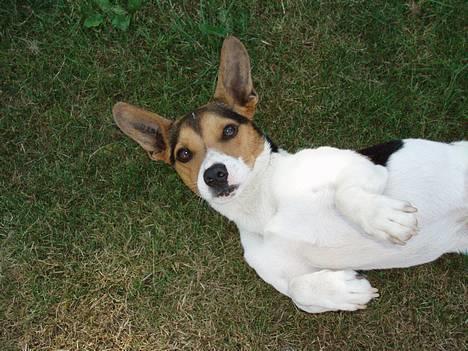 Dansk svensk gaardhund Nickolai - Tag ogs lige et billede af mig fra siden, ikk <3 billede 1