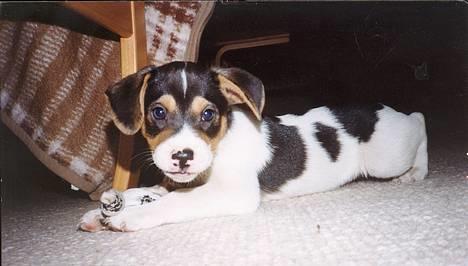 Dansk svensk gaardhund Nickolai - 8 uger og har lige fået besøg af mine nye ejere. heheh.<333  billede 2