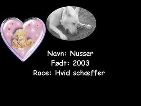 Schæferhund Nusser  billede 7