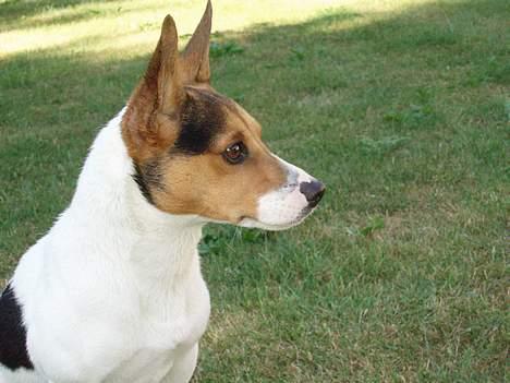 Dansk svensk gaardhund Nickolai - Kommer I ikk snart med mad eller hvad? Er bare mega sulten. hehe<3 billede 4