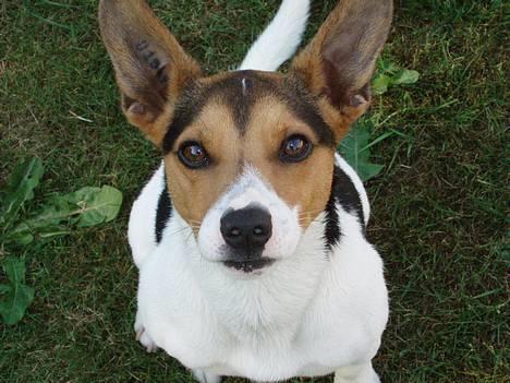 Dansk svensk gaardhund Nickolai - Hva så? Er du klar til at lege? <333 billede 5