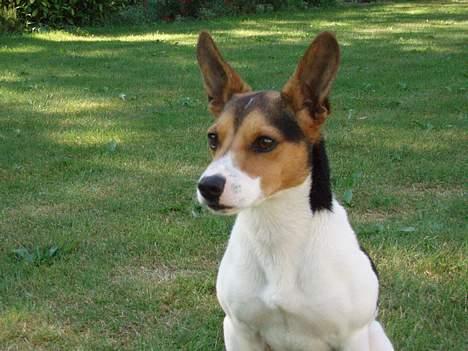 Dansk svensk gaardhund Nickolai - Moarr!!! Hvorfor skal jeg sidde stille ;( billede 6