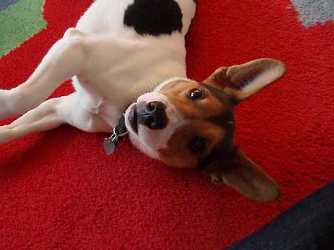 Dansk svensk gaardhund Nickolai - Lad mig nu være! Alle har lov til at slanke sig lidt :b billede 7