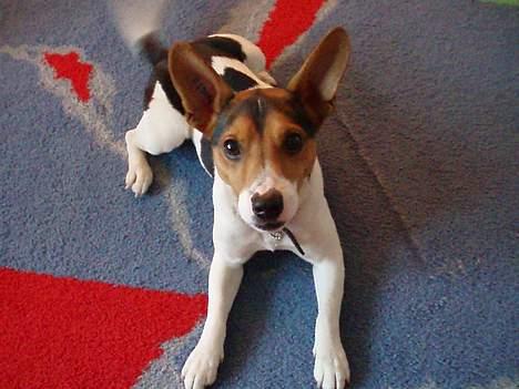 Dansk svensk gaardhund Nickolai - Okay.., Såh lad os lege . hi hi billede 8