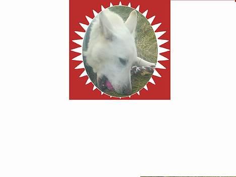 Schæferhund Nusser  billede 8