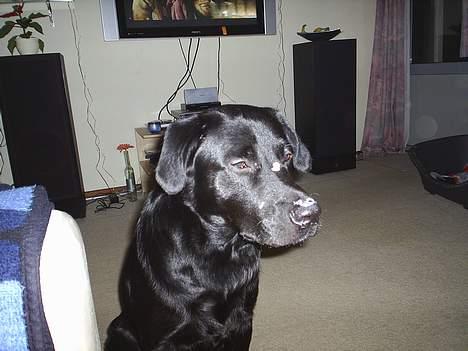 Labrador retriever King billede 1