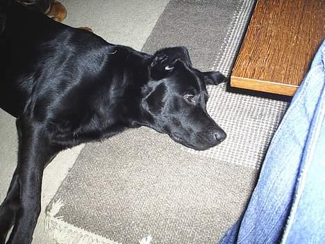 Labrador retriever King billede 2