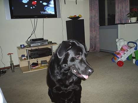 Labrador retriever King billede 3