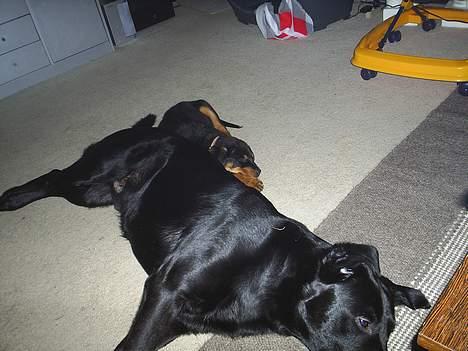 Labrador retriever King billede 4