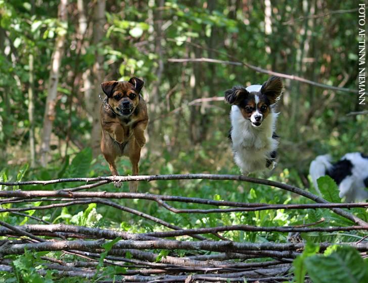 Papillon King - Jeg kan springe højt. (Juli 07 - Foto: Tinna Niemann) billede 10