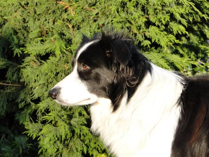 Border collie Ronja - Har fået øje på noget! billede 20