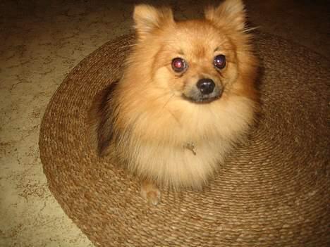 Pomeranian bobbie billede 6