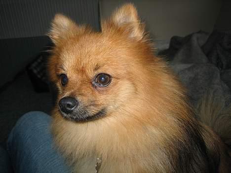Pomeranian bobbie billede 7