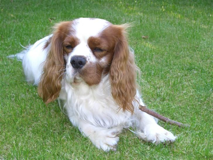 Cavalier king charles spaniel Zimba - Ligger lige og tager en slapper, på græsplænen . :D billede 10