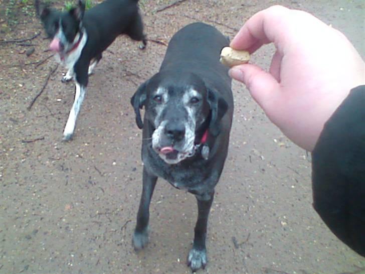 Blanding af racer Freya billede 9