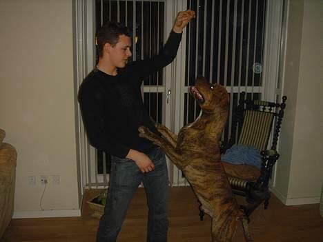 Amerikansk staffordshire terrier Nero billede 20