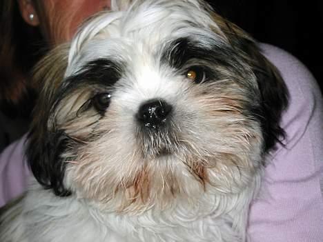 Shih tzu Mingh og Mao og Mitzu - Mitzu billede 1