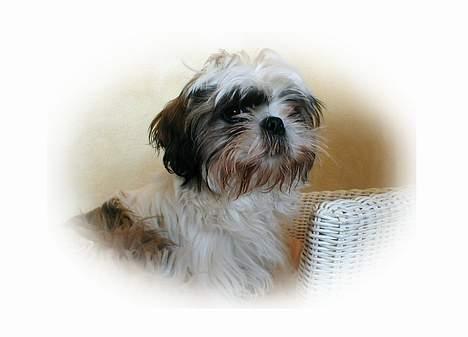 Shih tzu Mingh og Mao og Mitzu - Mitzu billede 2