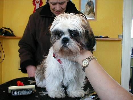 Shih tzu Mingh og Mao og Mitzu - Mitzu første gang hos klipperen billede 3