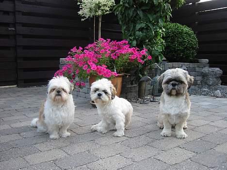 Shih tzu Mingh og Mao og Mitzu - Alle 3 Shih Tzúer 2006 billede 4