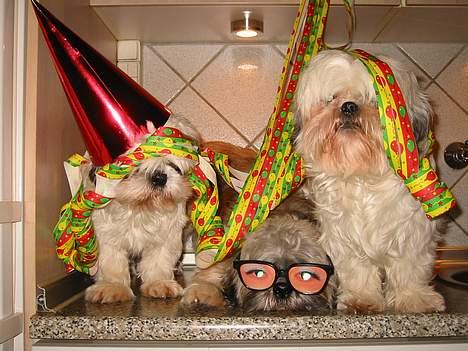 Shih tzu Mingh og Mao og Mitzu - Happy New Year 2006 billede 5