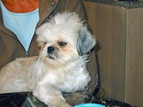 Shih tzu Mingh og Mao og Mitzu - Mor Mingh billede 6