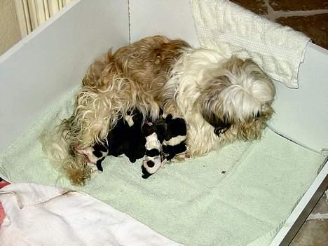 Shih tzu Mingh og Mao og Mitzu - Mingh passer alle sine små hvalpe billede 7