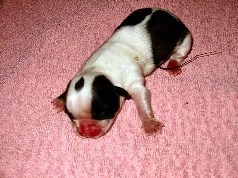 Shih tzu Mingh og Mao og Mitzu - Nyfødte Mitzu 2005 billede 8