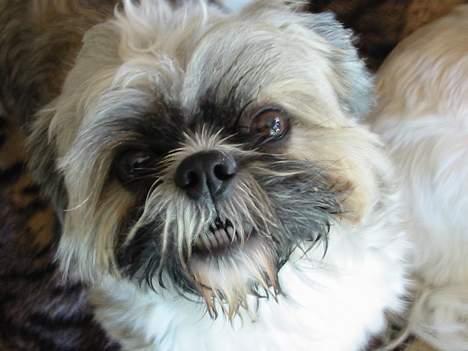 Shih tzu Mingh og Mao og Mitzu - Farmand Mao billede 9