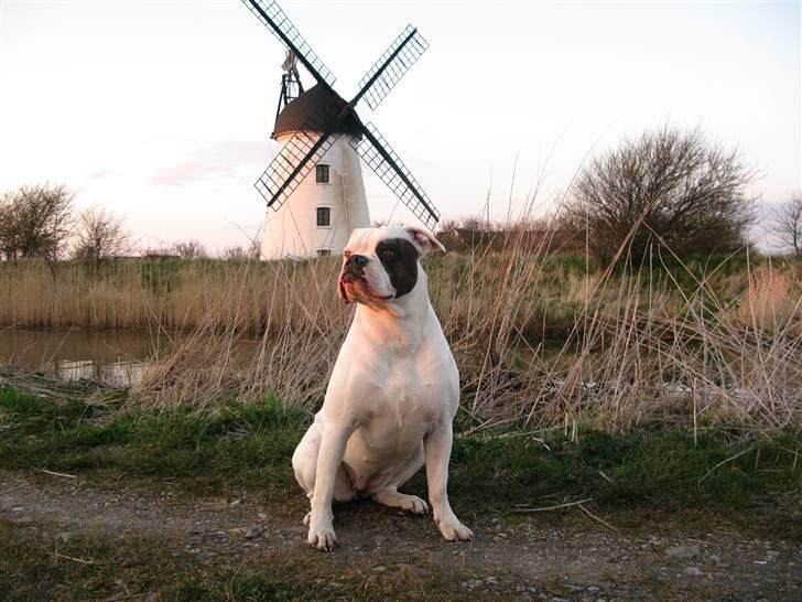 Amerikansk bulldog ¤ANNA¤  - Anna ved Stegø Mølle i Bogense billede 12