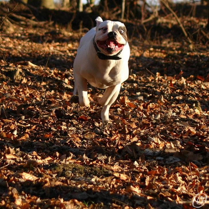 Amerikansk bulldog ¤ANNA¤  - Skeløjet???? Nej det passer ikke! billede 13