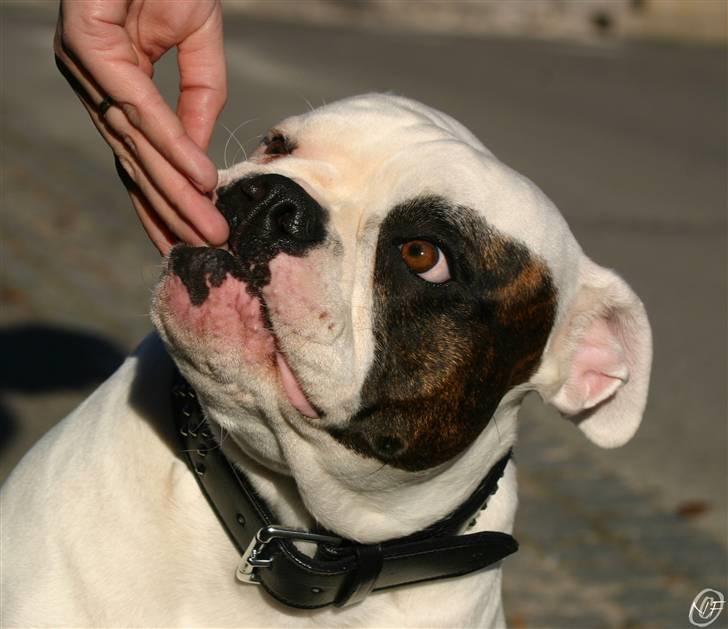 Amerikansk bulldog ¤ANNA¤  billede 14