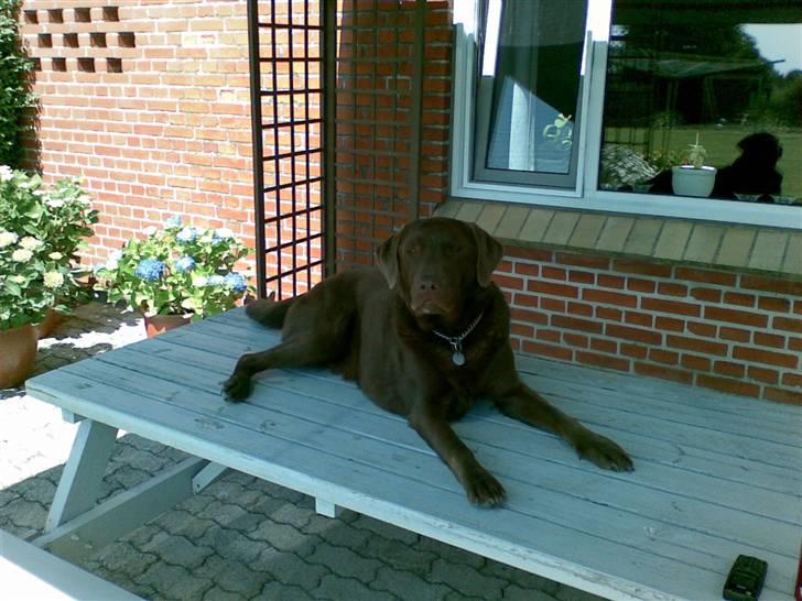 Labrador retriever Mushu - Træt som altid . :D billede 1