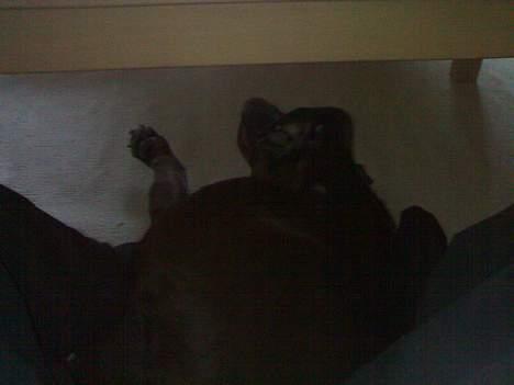 Labrador retriever Mushu billede 2