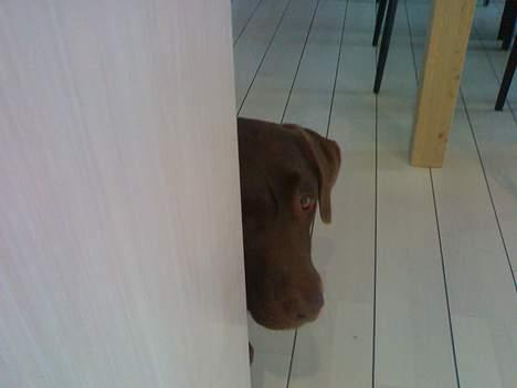 Labrador retriever Mushu billede 3