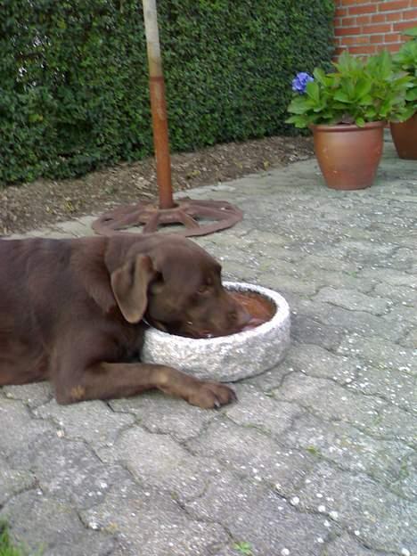 Labrador retriever Mushu - Han ligger ned og drikker vand og ligger os altid ned og spiser mad . ;D billede 4