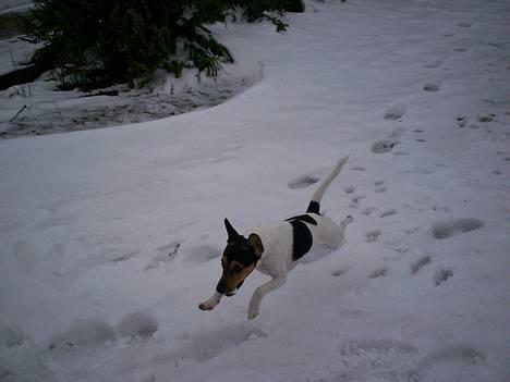 Dansk svensk gaardhund Simba  - Prøv og se lidt mere dum ud :) haha  billede 5