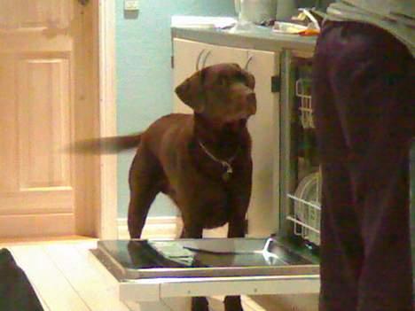 Labrador retriever Mushu - Venter på der evt skulle falde lidt af til ham . :D billede 5