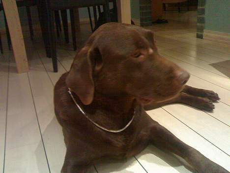 Labrador retriever Mushu - Med total gangster kæde på . :D billede 6