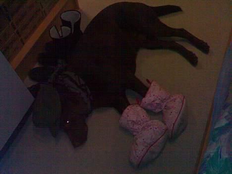 Labrador retriever Mushu billede 7