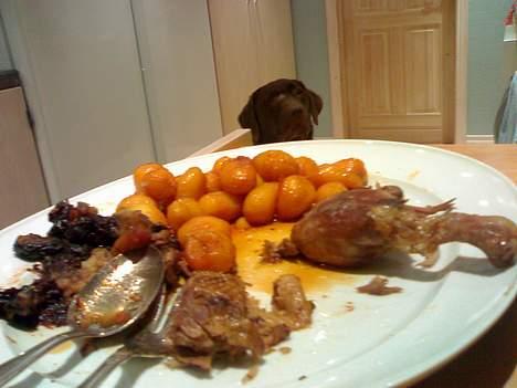 Labrador retriever Mushu - Mums , julemad . Så kan han godt sidde pænt og savle . :D billede 8