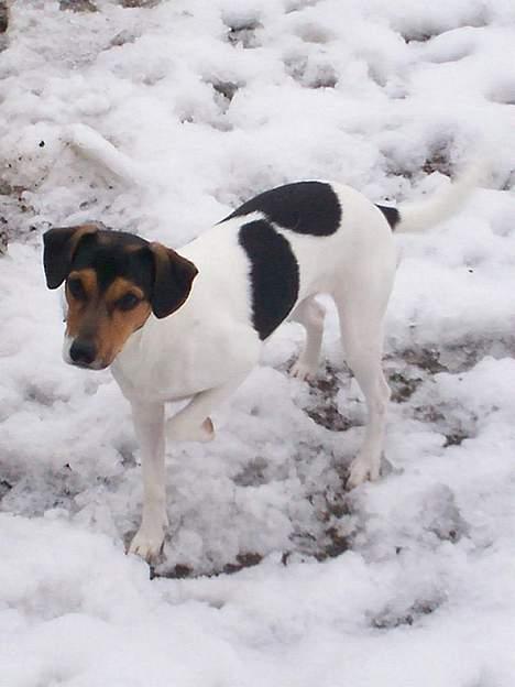 Dansk svensk gaardhund Simba  - I sneen :)  billede 6