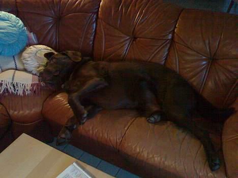 Labrador retriever Mushu billede 9