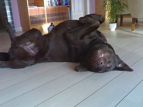 Labrador retriever Mushu billede 10