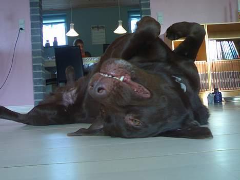 Labrador retriever Mushu billede 11