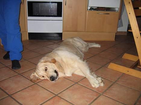 Golden retriever SOFUS - jeg keder mig billede 6