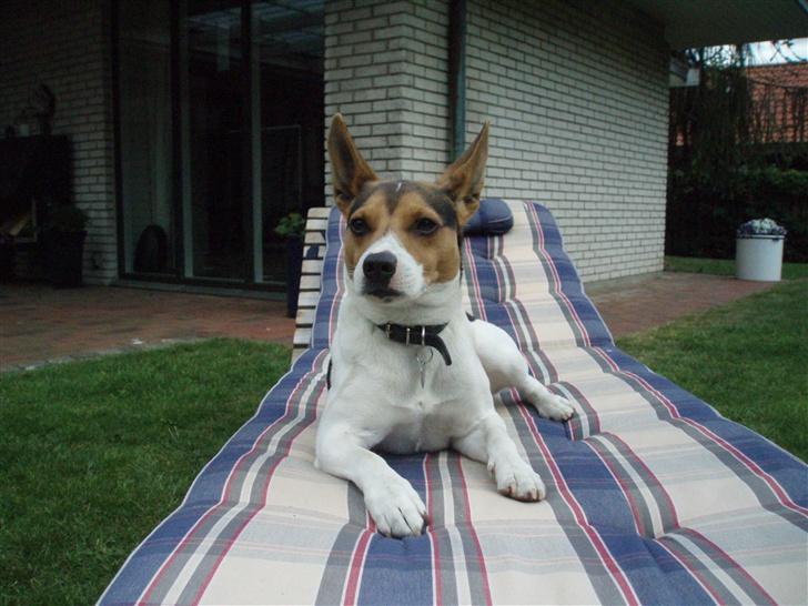 Dansk svensk gaardhund Nickolai - Ser jeg ikk bare lækker ud...! billede 11