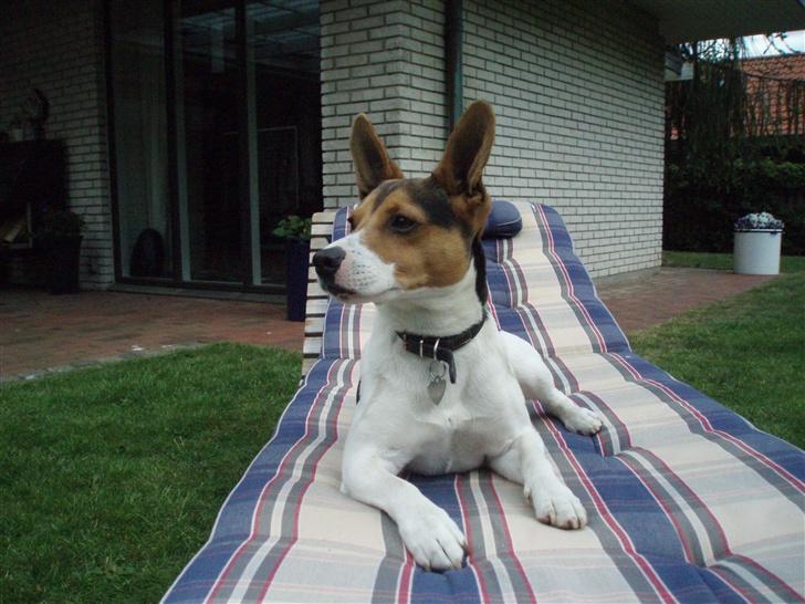 Dansk svensk gaardhund Nickolai - Mine ører er som antænder. De fanger alt hvad I siger... billede 12