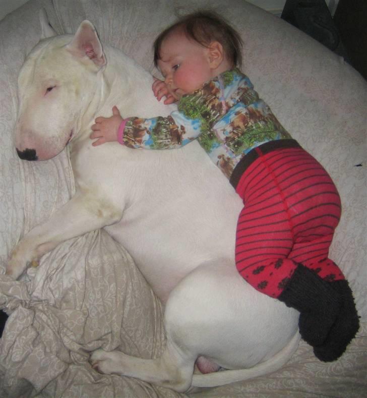 Bullterrier Brauners Hender (Eddie) (Himmelhund) - Bedste venner billede 1